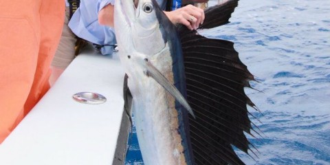 Billfish Safaris and Sportfishing Charter