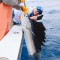 Billfish Safaris and Sportfishing Charter