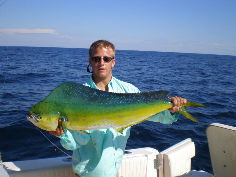 mahi mahi dolphin fish