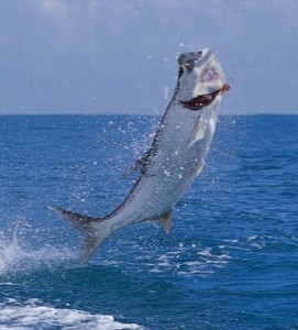 Tarpon in Costa Rica | Sportfishing Costa Rica - Fishing, Quepos, Jaco ...