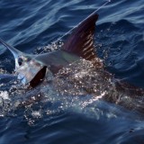 Fishing Charters Costa Rica